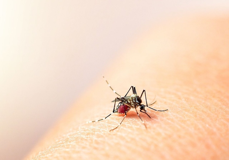 Cementerios podrían ser foco de contagio de dengue, advierte Ministerio de Salud cementerios-podrian-ser-foco-de-contagio-de-dengue-advierte-ministerio-de-salud-153319-153358.jpg