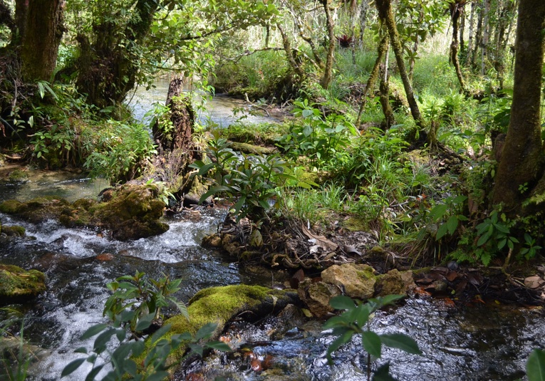 Conap destaca la importancia de conservar la biodiversidad en el Día de la Tierra conap-destaca-la-importancia-de-conservar-la-biodiversidad-en-el-dia-de-la-tierra-143509-143559.jpg