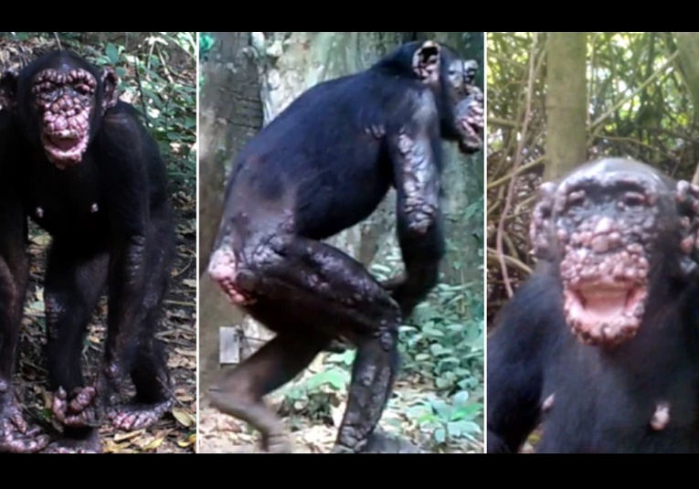Diagnostican por primera vez la lepra en chimpancés salvajes diagnostican-por-primera-vez-la-lepra-en-chimpances-salvajes-141627-141805.jpg
