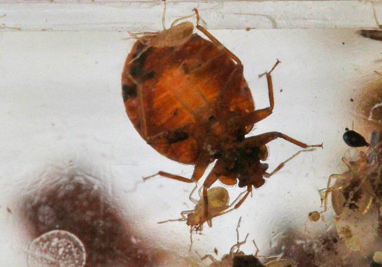 Francia encuentra una presunta huella rusa en la plaga de chinches que invade París francia-encuentra-una-presunta-huella-rusa-en-la-plaga-de-chinches-que-invade-paris-100741-100748.jpg