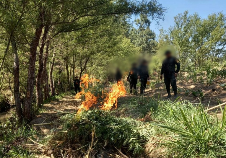 Fuerzas de seguridad erradican más de 370 mil matas de marihuana fuerzas-de-seguridad-erradican-m-s-de-370-mil-matas-de-marihuana-182120-182301.jpg