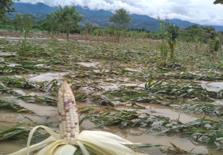 Lluvias dejan pérdidas de más de 19 mil hectáreas de cultivos en el paí­s lluvias-dejan-perdidas-de-m-s-de-19-mil-hect-reas-de-cultivos-en-el-pais-190146-190155.jpg