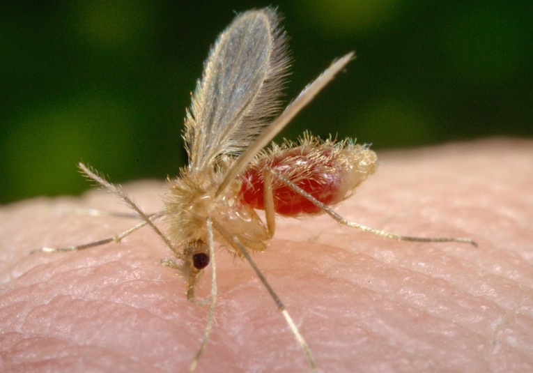 Mueren 16 personas en la India por un virus poco estudiado mueren-16-personas-en-la-india-por-un-virus-poco-estudiado-114343-114430.jpg