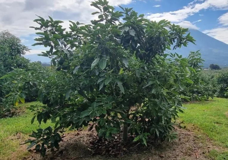 Primeros envíos de aguacate Hass guatemalteco hacia Estados Unidos comenzarán en enero primeros-envios-de-aguacate-hass-guatemalteco-hacia-estados-unidos-comenzar-n-en-enero-152750-152800.jpg